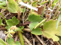Ranunculus cheesemanii