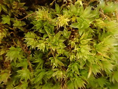 Ptychostomum moravicum