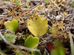 Ranunculus cheesemanii