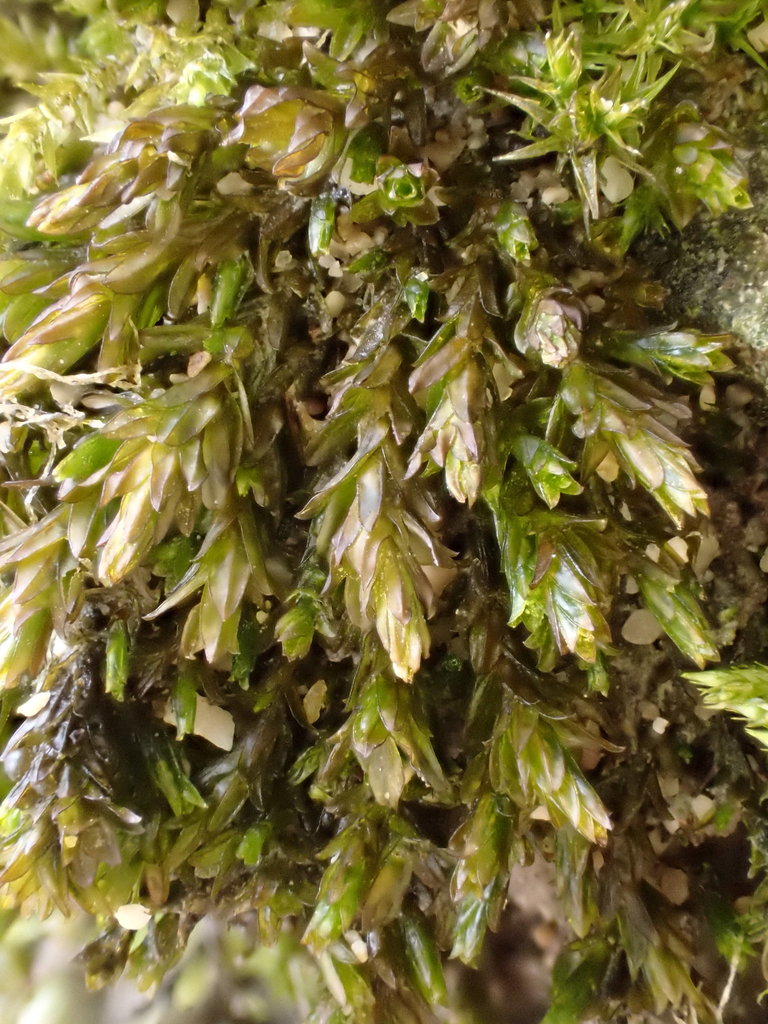 Cinclidotus riparius