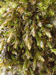 Cinclidotus riparius