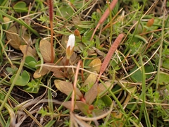 Epilobium angustum