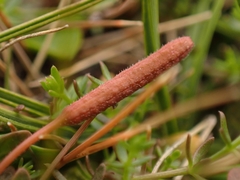 Epilobium angustum
