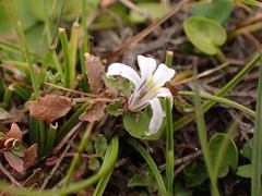 Lobelia perpusilla