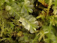 Chiloscyphus pallescens