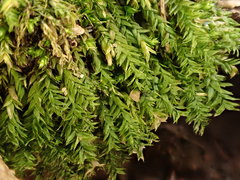 Plagiothecium nemorale