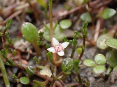 Crassula sinclairii