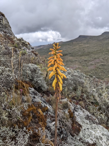 Kniphofia thomsonii