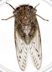 Oxypleura lenihani