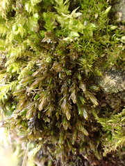 Cinclidotus riparius