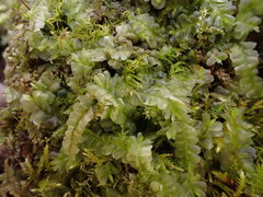 Chiloscyphus pallescens