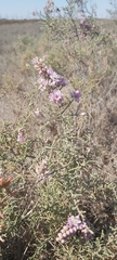 Tamarix aucheriana