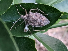 Austromalaya aculeata