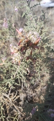 Tamarix aucheriana