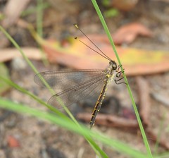 Suhpalacsa subtrahens