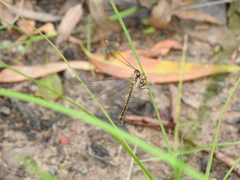 Suhpalacsa subtrahens