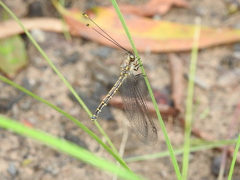 Suhpalacsa subtrahens