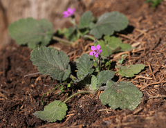 Erodium malacoides