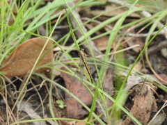 Suhpalacsa subtrahens