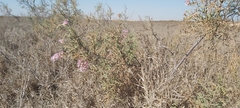Tamarix aucheriana