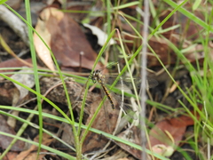 Suhpalacsa subtrahens