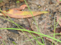 Suhpalacsa subtrahens