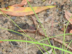 Suhpalacsa subtrahens