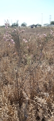 Tamarix aucheriana