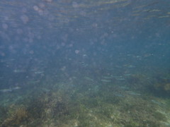 Atherinomorus vaigiensis