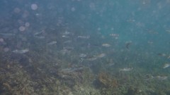 Atherinomorus vaigiensis