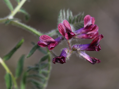 Vicia benghalensis