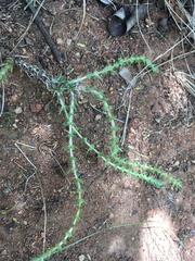 Crassula lanceolata