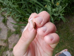 Pseudocistela ceramboides