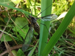 Leptotarsus vulpinus
