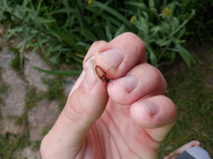 Pseudocistela ceramboides