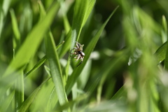 Habronattus pyrrithrix