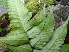 Diplazium megaphyllum