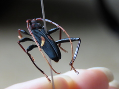 Compsomera elegantissima