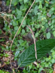 Sohmaea zonata