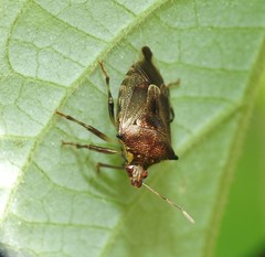 Montrouzierellus