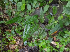 Sohmaea zonata