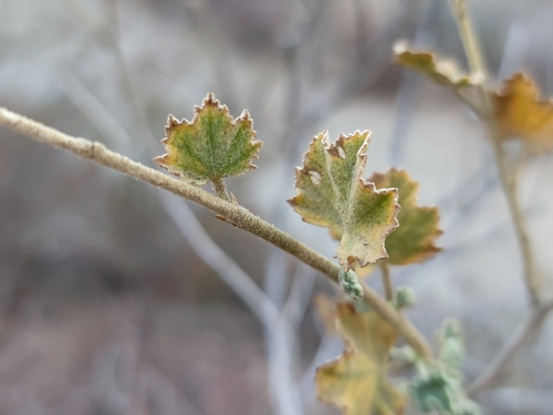 Image of Malacothamnus orbiculatus by (c) Daniel S., some rights reserved (CC BY)