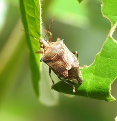 Montrouzierellus