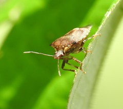 Montrouzierellus