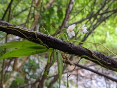 Thrixspermum saruwatarii