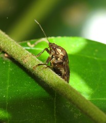 Montrouzierellus