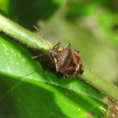 Montrouzierellus