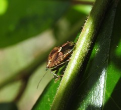 Montrouzierellus