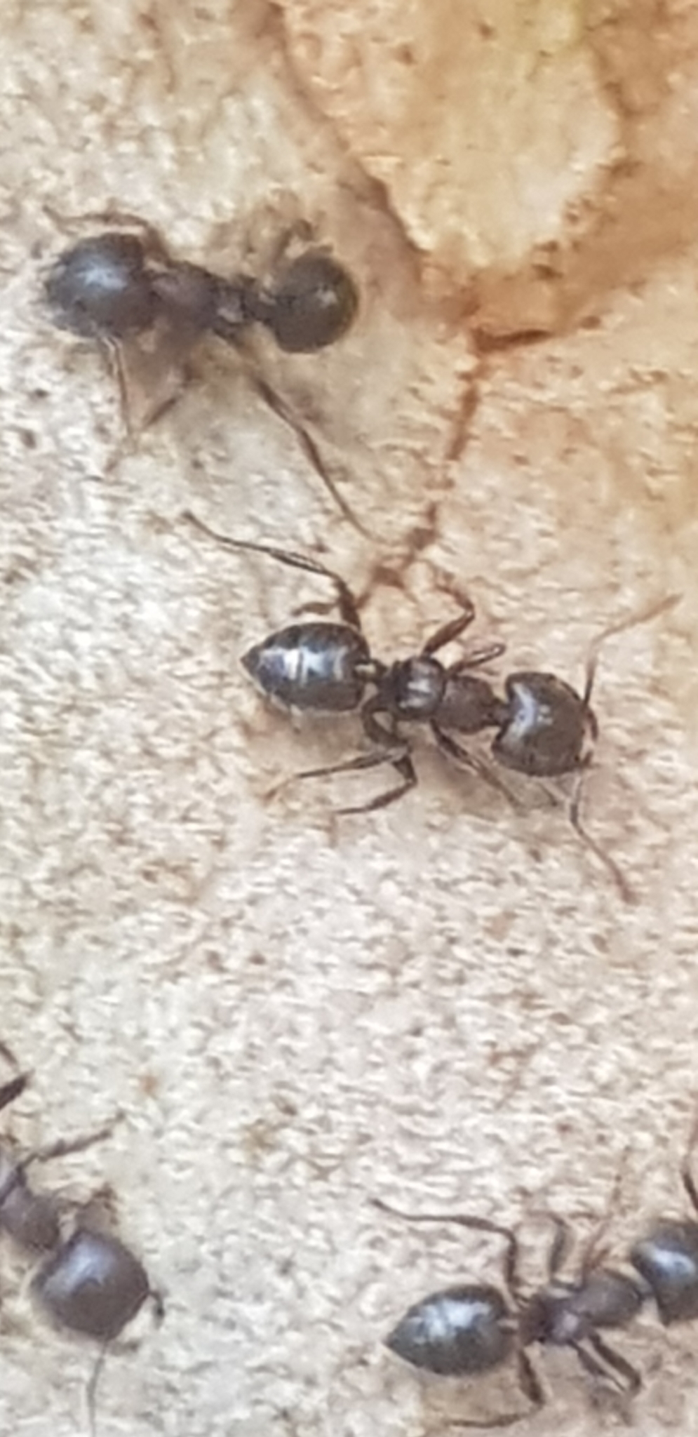 Crematogaster ampullaris