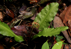 Scadoxus cinnabarinus